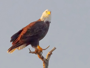 Bald eagle on a branch